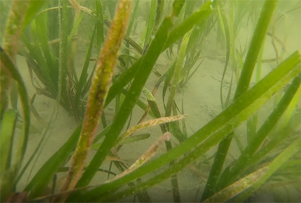 �A�}���i�v���W�F�N�g���{�ꏊ�t�߂ŎB�e�j