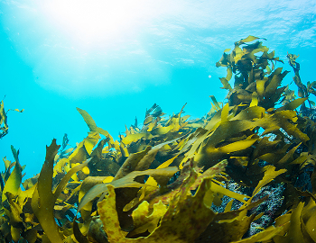 �u���[�N���W�b�g�̑n�o