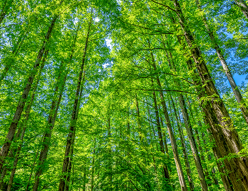 �X�уN���W�b�g�̑n�o