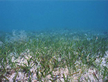 自然再生 干潟・藻場・浅場・人工マウンド礁造成